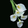 dharmendra_mistry123
