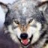 vulpine