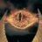 saurabh.sauron