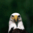 eagle_y2j