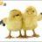 abhilash.s