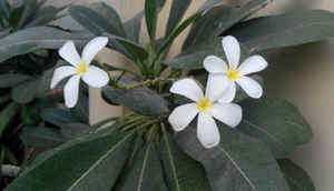 Xiaomi Redmi Note Quick Review: Benchmarks, camera samples and analysis