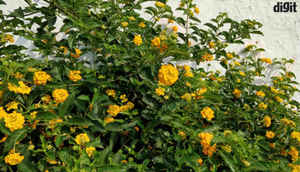 OnePlus 5 এ তোলা বিভিন্ন সময় কিছু ছবি দেখে নেওয়া