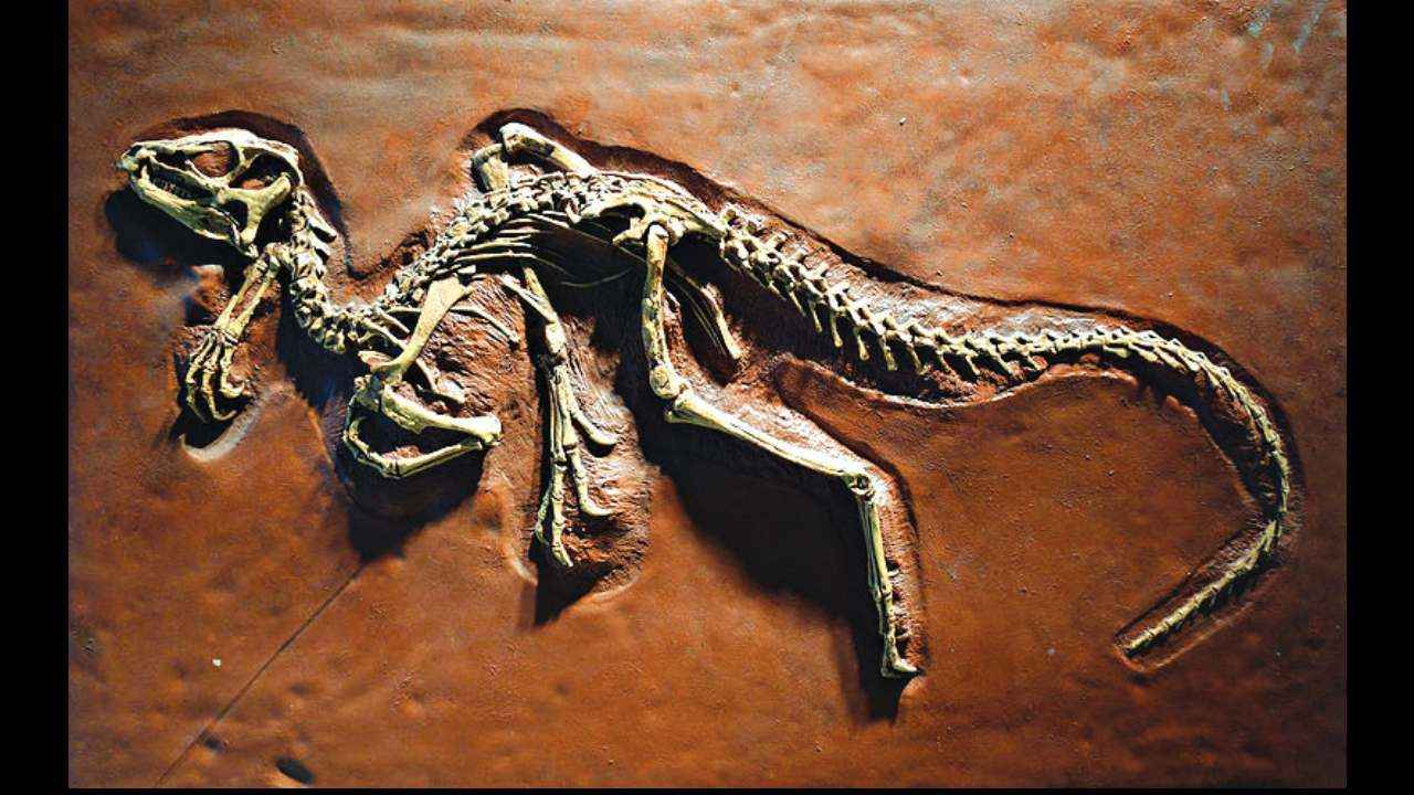 The origins of paleontology