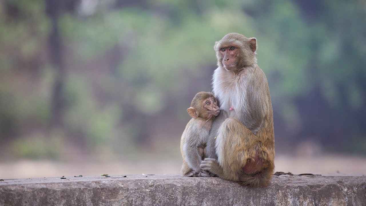 Antibodies from monkeys shows promise against Covid variants