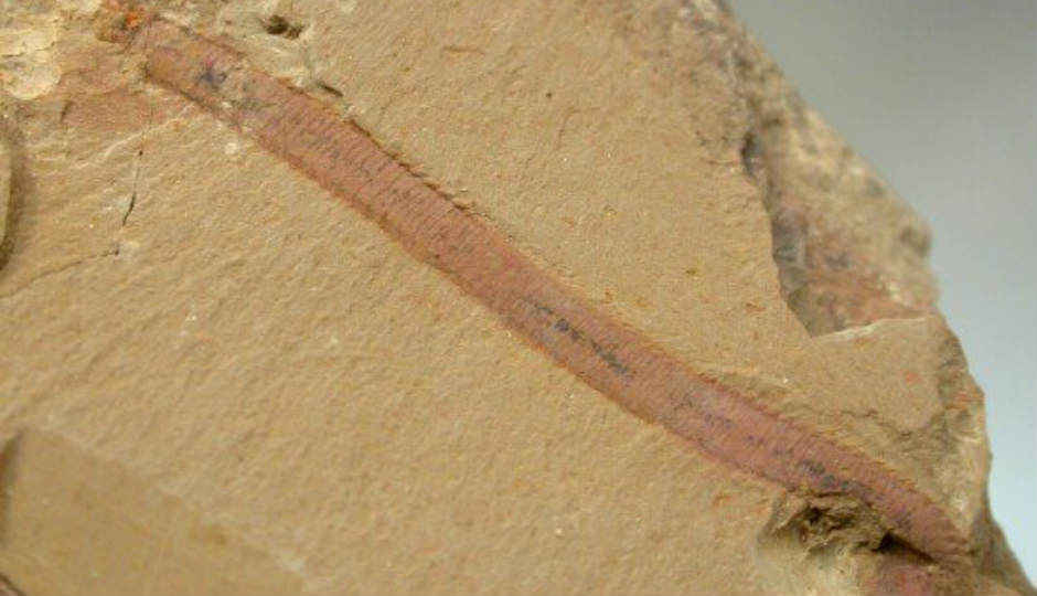 40,000 year old worms found deep inside permafrost are now amongst oldest living creatures on Earth!