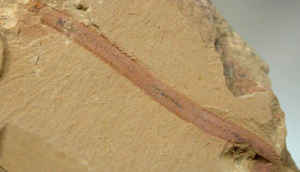 Made in India (Weird Edition)