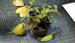 Lava Icon: First Impressions