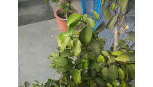 OnePlus One CM12 (Lollipop) update: preview; versus OxygenOS