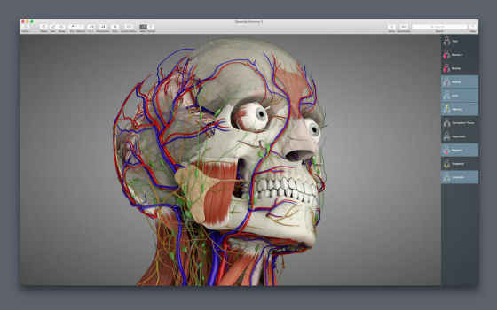 A Better View of the Layers Within: Optimizing Essential Anatomy