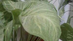 फ्रीडम 251: कैसी है इस Rs. 251 में आने वाले स्मार्टफ़ोन की परफॉरमेंस आइये जानते हैं...