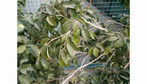 Quick Review: YotaPhone