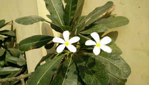 OnePlus One: 5 areas where it cuts corners