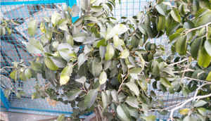 Yu Yureka: Quick review, comparison with OnePlus One