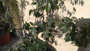 Lenovo A6000: Performance comparison and overview