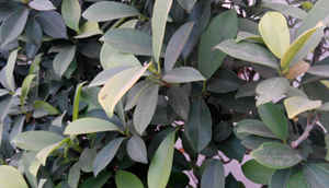 Xiaomi Redmi Note Quick Review: Benchmarks, camera samples and analysis