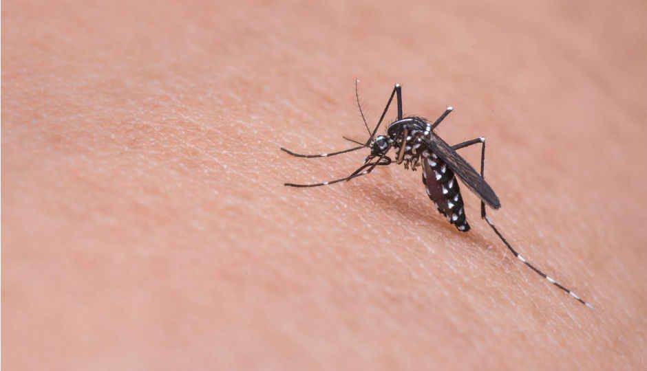 Stanford scientists use mobile phones to identify mosquito species by their buzz