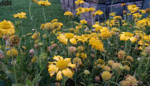 OnePlus 5 এ তোলা বিভিন্ন সময় কিছু ছবি দেখে নেওয়া