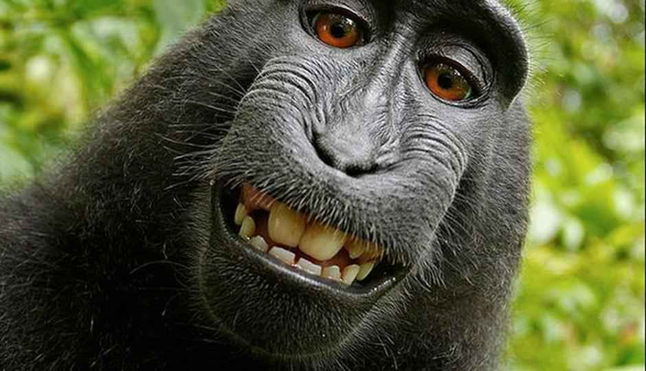 Monkey selfie cannot be copyrighted, says US regulator