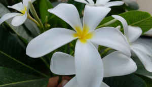 मोटो G 3rd Gen की परफॉरमेंस और कैमरा पर एक नज़र