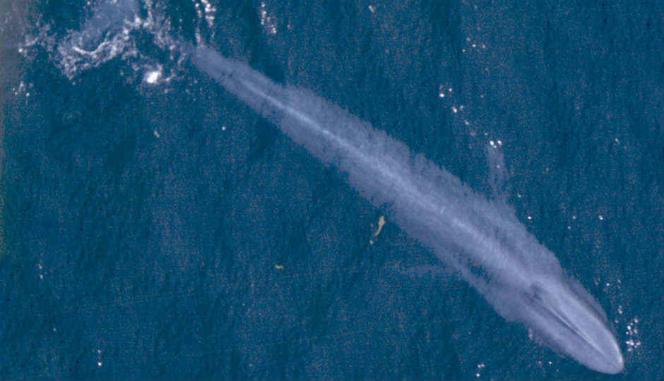 The Blue Whale Challenge: What it is and how can you protect yourself