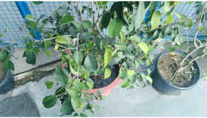 Honor 4X: Performance and camera tests