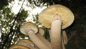 10 record holders of the Universe