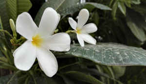 At a glance: Honor 7 [Promotion]