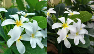 वनप्लस 2 का वनप्लस 1 और अन्य स्मार्टफोंस से कड़ा मुकाबला