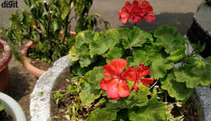 OnePlus 5 এ তোলা বিভিন্ন সময় কিছু ছবি দেখে নেওয়া