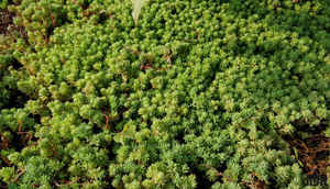 OnePlus 5 এ তোলা বিভিন্ন সময় কিছু ছবি দেখে নেওয়া