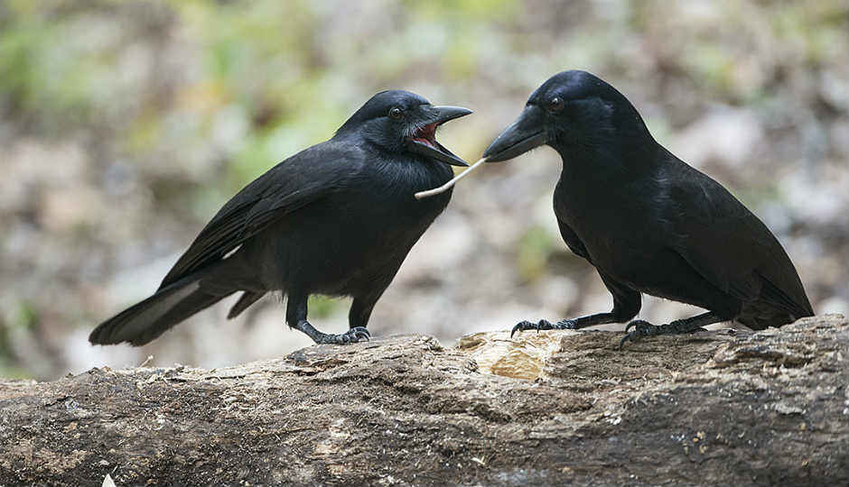 Crows can make complex hooked tools, like humans