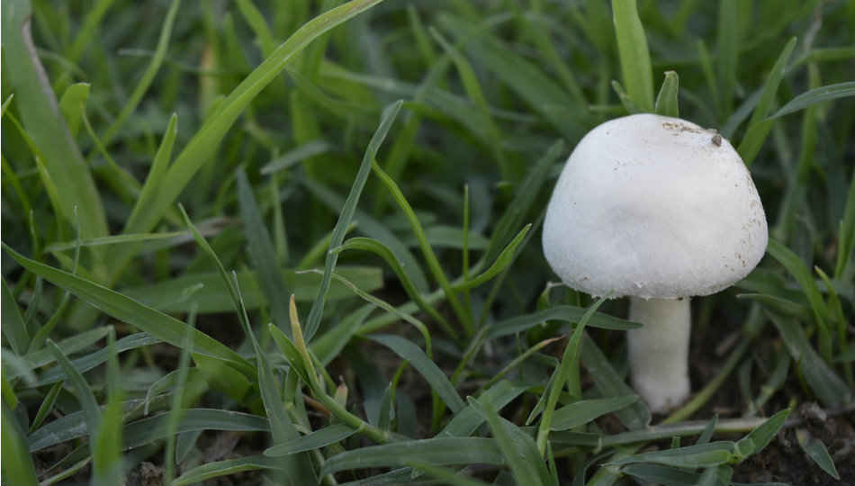 Scientists create ‘bionic mushroom’ that generates electricity
