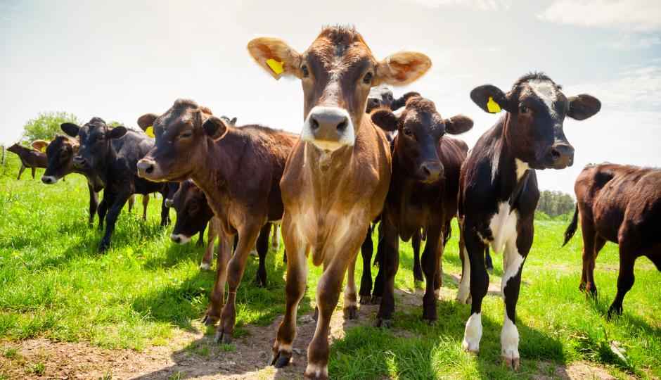 Cows in Britain adopt 5G before all of us