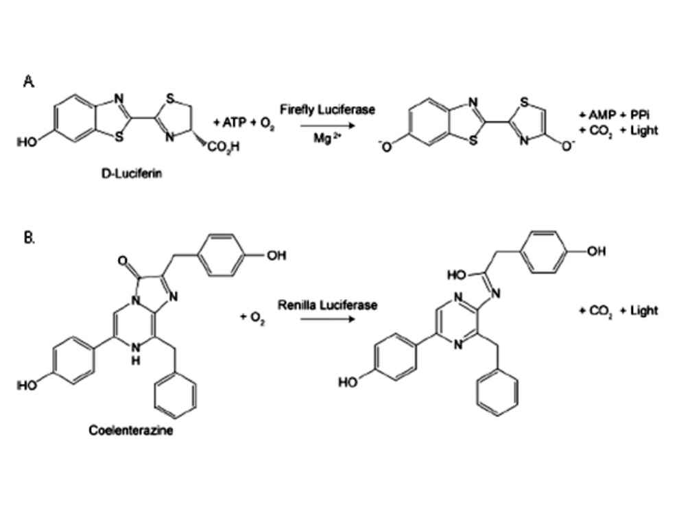 Bioluminescence - Chemistry Encyclopedia - reaction, molecule