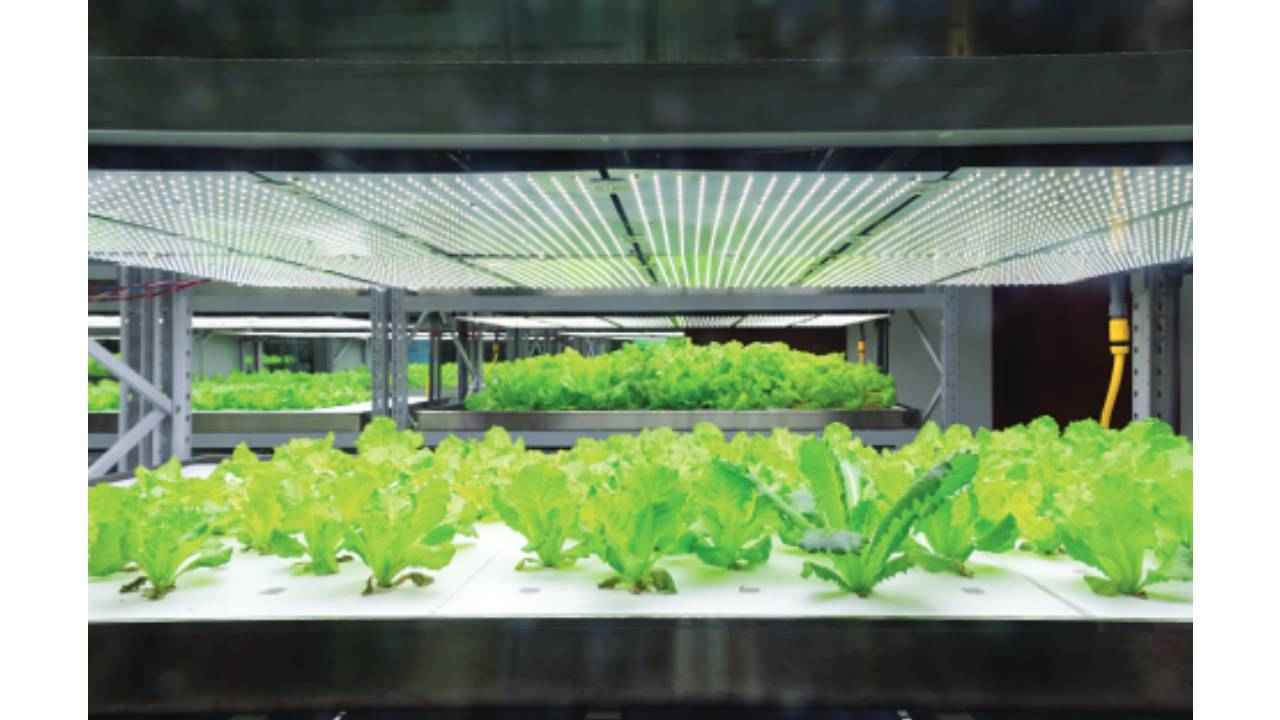The origins of hydroponics