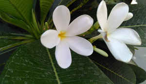 యు Yunique: క్విక్ రివ్యూ