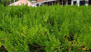 OnePlus 5 এ তোলা বিভিন্ন সময় কিছু ছবি দেখে নেওয়া