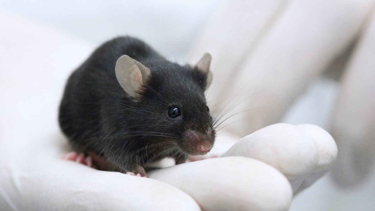 Scientists have managed to stop aging in mice using extra-long telomeres