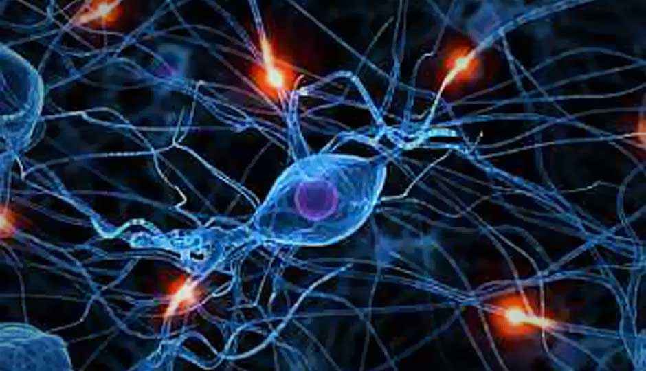 Researchers discover new type of brain cells for navigation