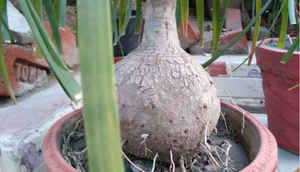 Yu Yureka: Quick review, comparison with OnePlus One