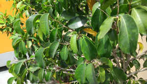 Asus Zenfone 2: performance comparison, camera & more