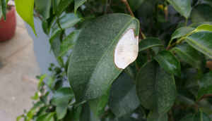 मोटो G 3rd Gen की परफॉरमेंस और कैमरा पर एक नज़र