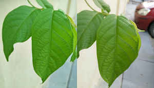 वनप्लस 2 का वनप्लस 1 और अन्य स्मार्टफोंस से कड़ा मुकाबला