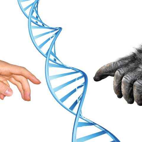 Scientists introduce human brain genes into monkey genome, stir up controversy