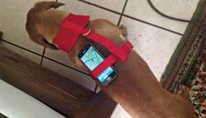 6 incidents that prove people have gone literally insane over Pokemon Go