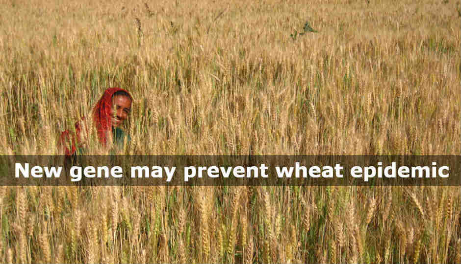 Researchers find gene that may prevent wheat epidemic in India