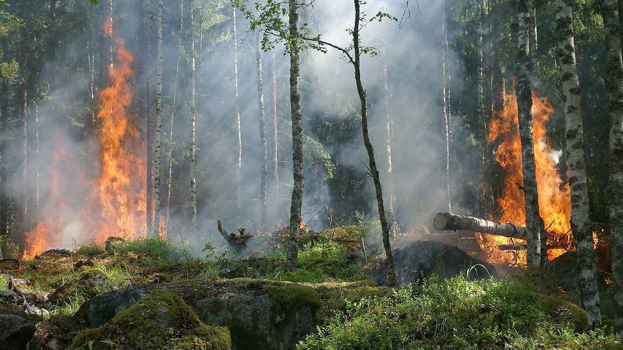 Forest fires – Raging in the forests, harming everyone