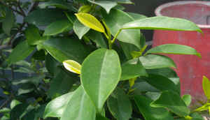 Xiaomi Redmi 3s v. competition: Performance comparison