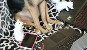 Tech up your pet!